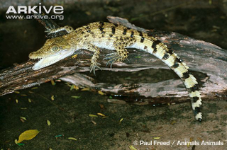 Illustration for article titled Sunday Crocodilian - Crocodylus mindorensis Edition